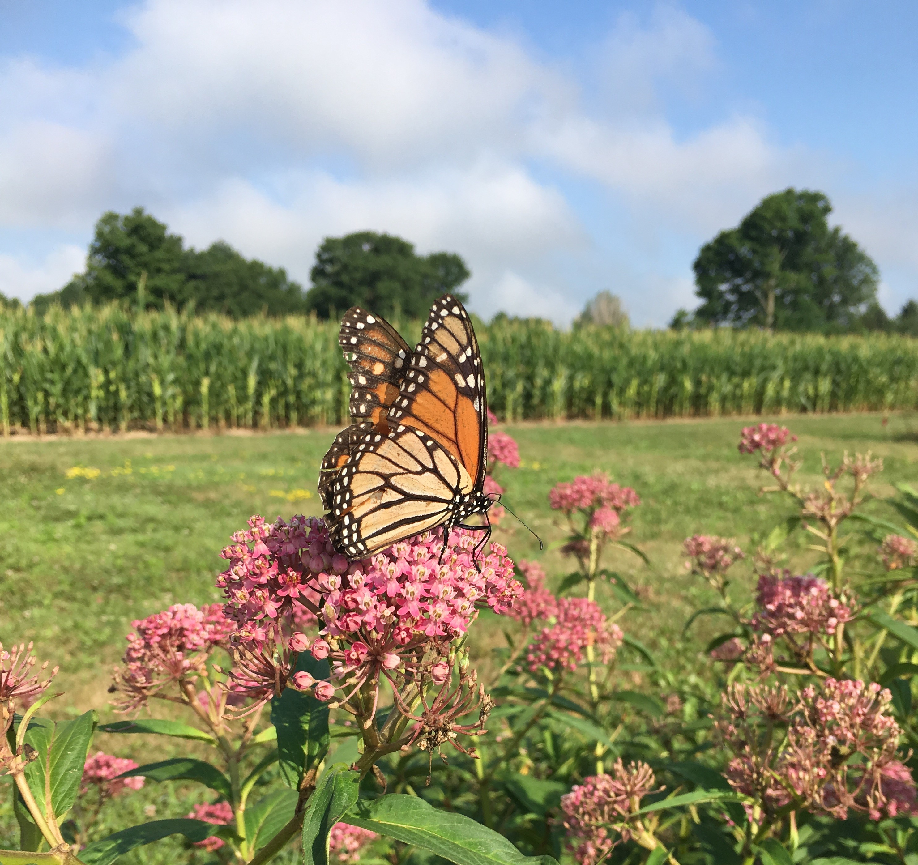 Monarch adult on milkweed